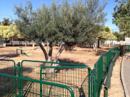 يافا: أهلاً وسهلاً بكم في حديقة الكلاب التابعة للبلدية وسط حي النزهة !